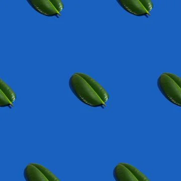 Creative seamless pattern with ficus palm leaves on blue background. Tropical Stock Photos