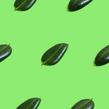 Creative seamless pattern with ficus palm leaves on green background. Tropica Foto stock