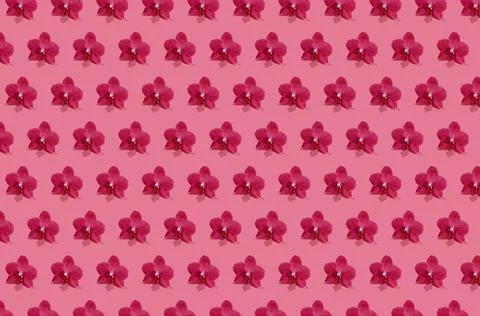 Creative seamless pattern of vivid pink orchid flowers on bright pink background Stock Photos
