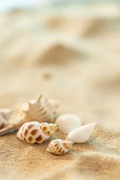 Creative Seashell And Conch Summer Beach Seasonal Promotional Poster Foto stock