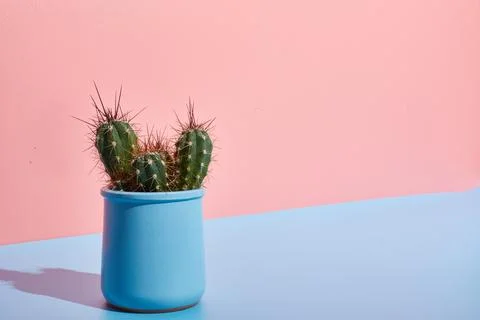 Creative shot. art cactus on a two-tone bright pink-blue background in the sun Stock Photos