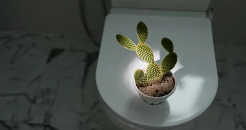Creative Solution for Constipation Problem Using Plants in the Bathroom Video stock 314728045