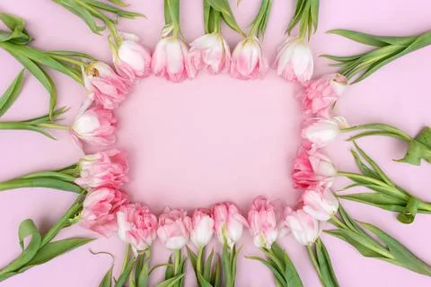 Creative spring background composition colorful flowers on pink background. Stock Photos