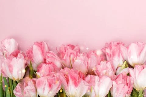 Creative spring background composition colorful flowers on pink background. Stock Photos
