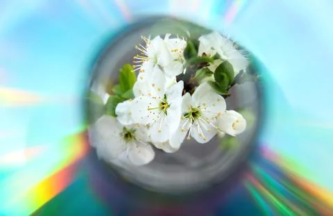 Creative spring background. Small white cherry or plum blossoms in a glass .. Stock Photos