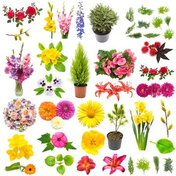 Creative spring nature concept from plants. Collection of flowers, leaves, .. Stock Photos
