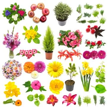 Creative spring nature concept from plants. Collection of flowers, leaves, .. Stock Photos