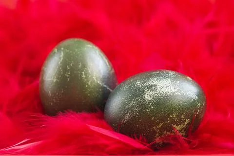 Creative steel colored Easter eggs in red feathers close-up. Stock Photos