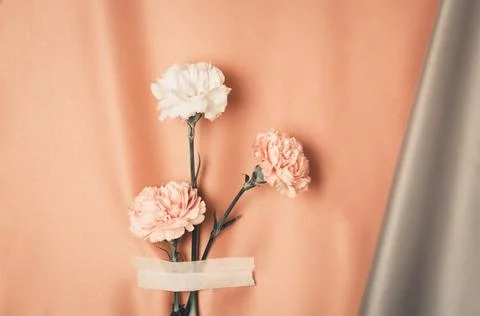 Creative still life with a bunch of carnations on a shiny pink fabric backgro Stock Photos