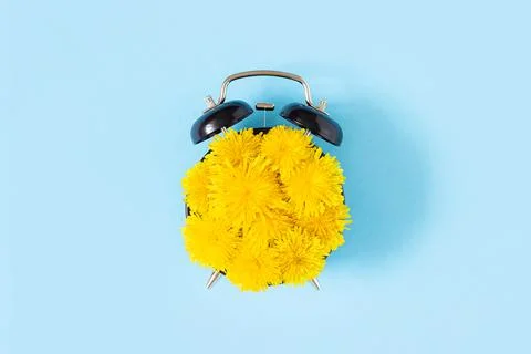Creative summer concept. Alarm clock with yellow dandelions flowers on clock  Stock Photos