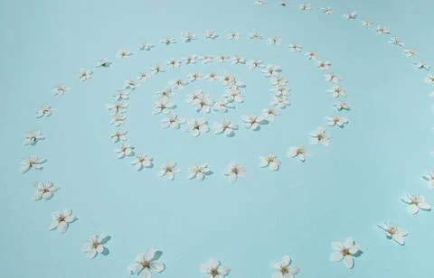 Creative sunlit layout of white plum flowers that makes spiral on pastel blue Stock Photos