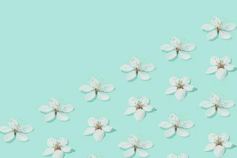 Creative sunlit layout of white plum flowers on pastel turquoise green backgr Stock Photos