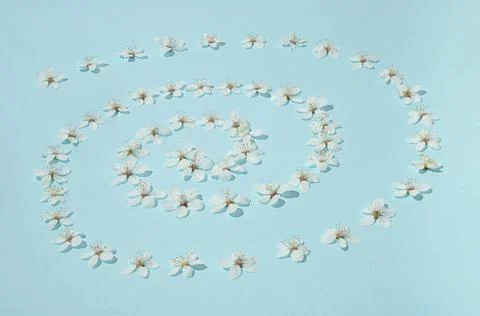 Creative sunlit layout of white plum flowers that makes spiral on pastel blue Stock Photos