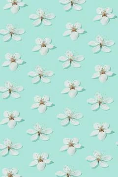 Creative sunlit layout of white plum flowers on pastel turquoise green backgr Stock Photos
