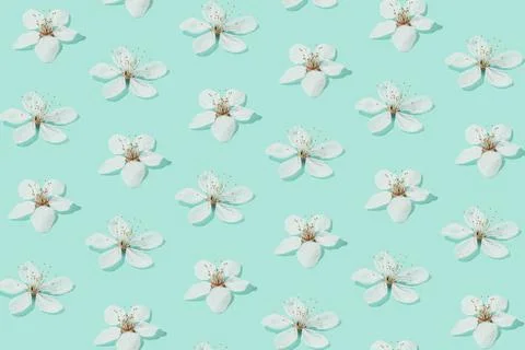 Creative sunlit layout of white plum flowers on pastel turquoise green backgr Stock Photos