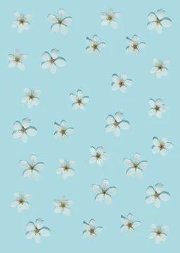 Creative sunlit layout of white plum flowers on pastel blue background. Minim Stock Photos