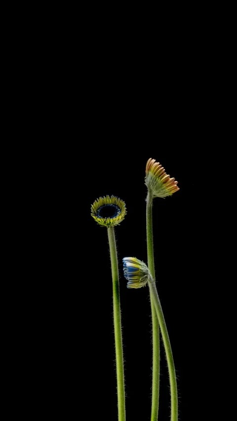 Creative time lapse of gerbera flowers with digitally altered turquoise... Vídeos de archivo 341773512