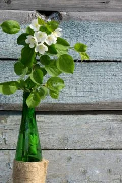 Creative top view apple tree blooming flowers brunch in green glass bottle  o Stock Photos