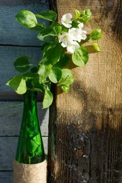 Creative top view apple tree blooming flowers brunch in green glass bottle  o Stock Photos