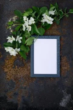 Creative top view apple tree blooming flowers brunch frame on millennial pink Stock Photos