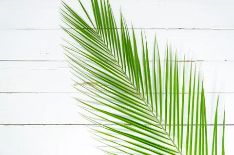 Creative top view layout made of colorful lush tropical palm leaf Stock Photos