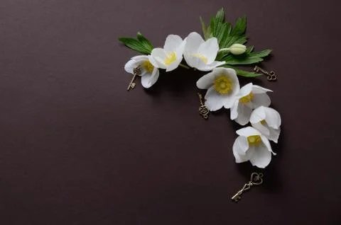 Creative top view layout with White Anemone flowers on a black background Stock Photos