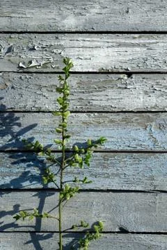 Creative top view willow tree blooming flowers brunch a on rustic blue wooden Foto stock