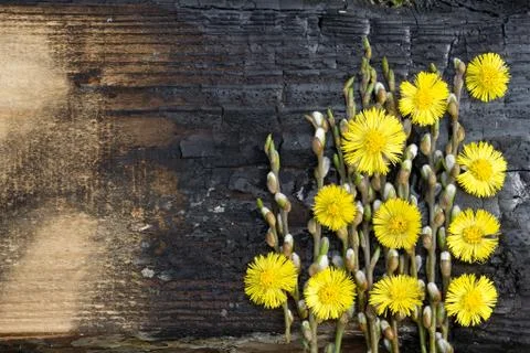 Creative top view willow tree blooming flowers brunch a on rustic wooden back Foto stock