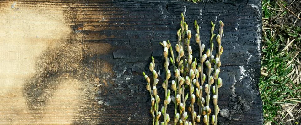 Creative top view willow tree blooming flowers brunch a on rustic wooden back Stock Photos