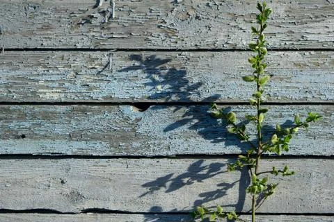 Creative top view willow tree blooming flowers brunch a on rustic blue wooden Stock Photos