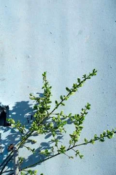 Creative top view willow tree blooming flowers brunch a on rustic blue wooden Foto stock