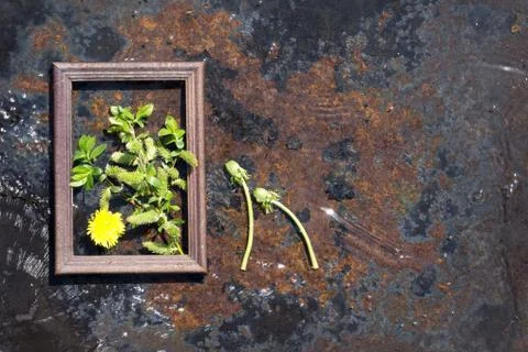 Creative top view willow tree blooming flowers brunch a??  dandelion flowers  Foto stock
