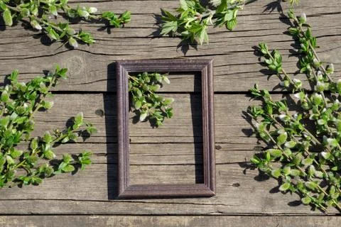 Creative top view willow tree blooming flowers brunch and frame on rustic woo Stock Photos