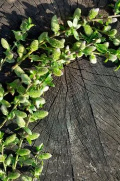 Creative top view willow tree blooming flowers brunch a on rustic wooden back Foto stock