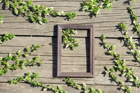 Creative top view willow tree blooming flowers brunch and frame on rustic woo Stock Photos