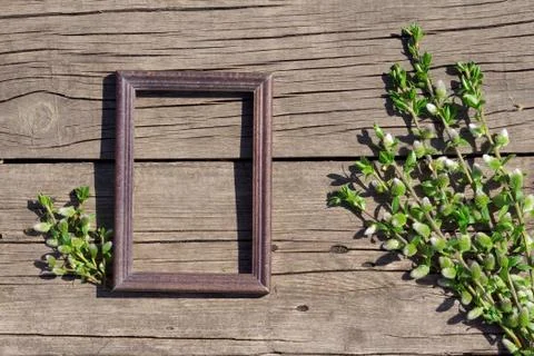 Creative top view willow tree blooming flowers brunch and frame on rustic woo Foto stock