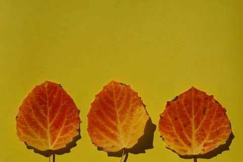 Creative top view  yellow and red autumn leaves of tree    as background with Stock Photos