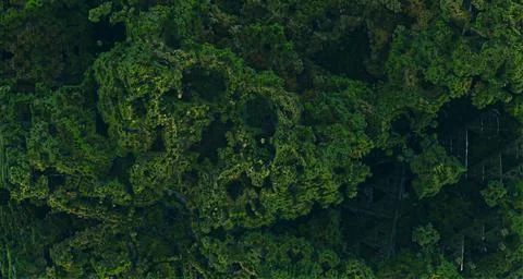 Creative tropical forest square patern, view from top. Nature spring concept. Stock Illustration