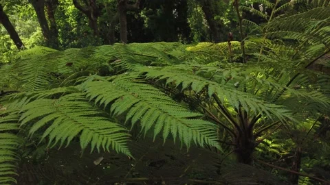 Creative tropical green leave in a forest. Nature spring concept. 스톡 동영상 145041211