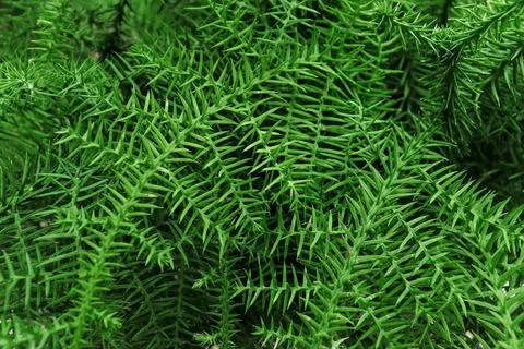 Creative tropical green leaves layout. Nature spring concept. Flat lay. Stock Photos