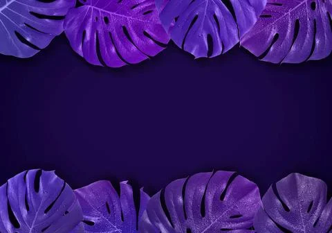 Creative tropical layout with pattern with gradient monster leav Creative ... Stock Photos