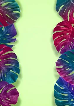 Creative tropical layout with pattern with gradient monster leav Creative ... Stock Photos
