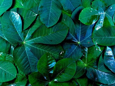 Creative tropical leaf backgrounds with dark and cool color tones Stock Photos