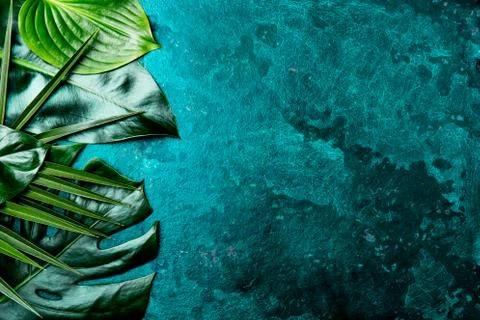 Creative tropical leaves background. Trandy tropical leaves on turquoise slate Stock Photos