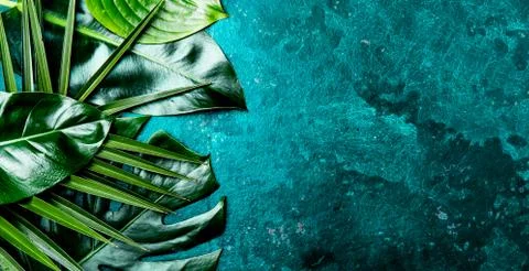 Creative tropical leaves background. Trandy tropical leaves on turquoise slate Stock Photos