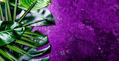 Creative tropical leaves background. Trandy tropical leaves on ultra violet Stock Photos