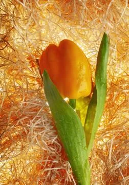 Creative tulip from pepper Stock Photos