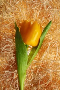 Creative tulip from pepper Stock Photos
