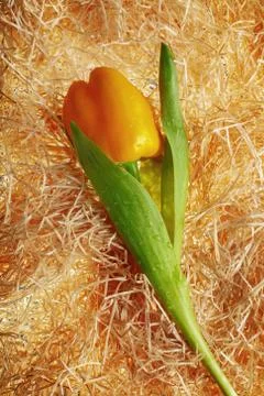 Creative tulip from pepper Stock Photos