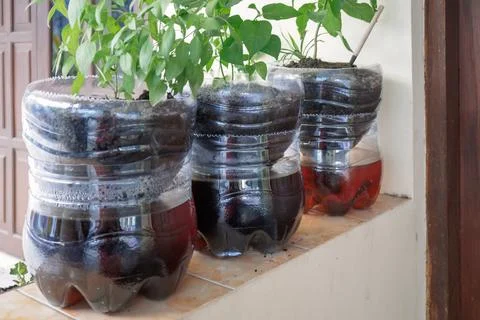 Creative, Using Used Gallons to Make Beautiful Flower Pots Stock Photos